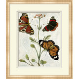 Butterfly Pattern 2 Print