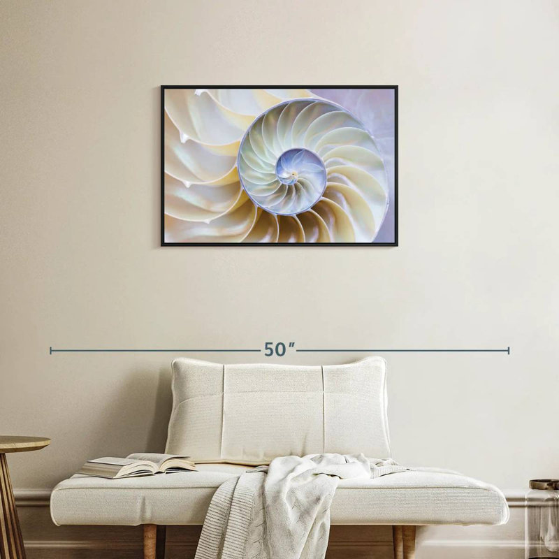 Coquille Nautilus vide, Cadre flottant noir, 31 po x 21 po