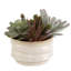 Plante grasse artificielle 9 po en pot