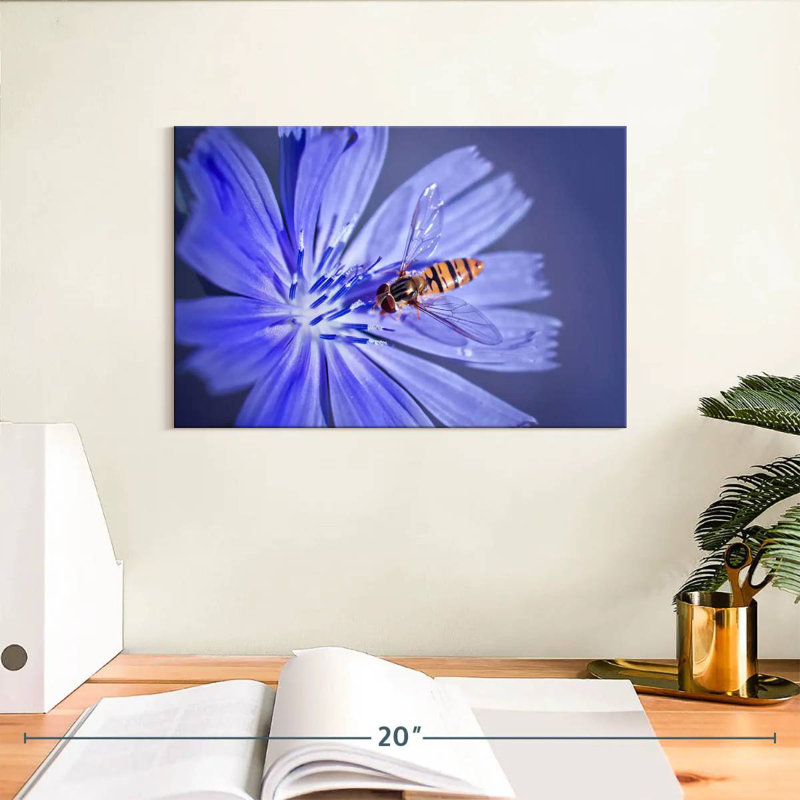 Abeille sur une fleur de chicorée, H 8 po x l 12 po