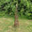 Andrickson Wood Obelisk Trellis-368401781