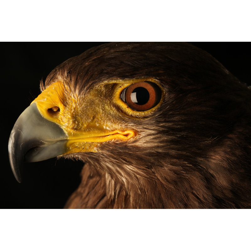 Eyes Eagle - Wrapped Canvas Print, 61cm H x 91cm W x 3.8cm D