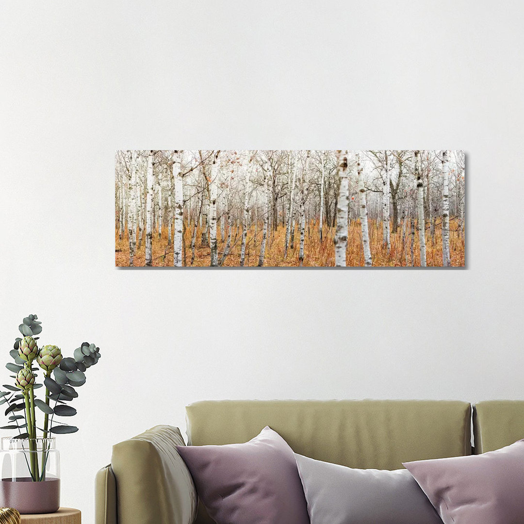 Birch Grove Panoramic by Nik Rave - Panoramic Print on Canvas
