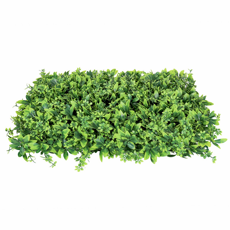 Écran d'intimité 24 po Schefflera
