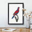 Red-and-Blue Lory by F. Levaillant - Picture Frame Painting Print-55598379-55598381
