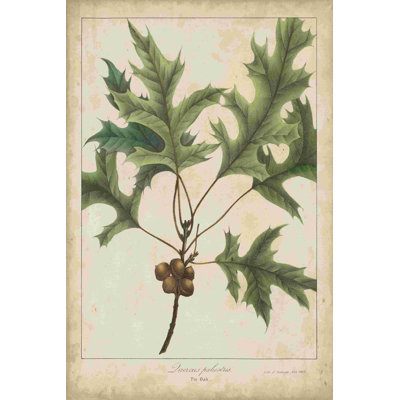 Feuilles de chêne et glands IV