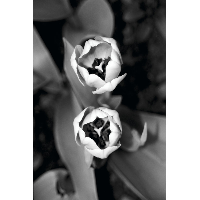 Floral Portrait IV by Jeff Pica - Wrapped Canvas Art Prints, 46cm H x 30cm W
