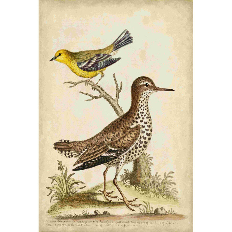 Antique Bird Menagerie I, H 36 po x l 24 po