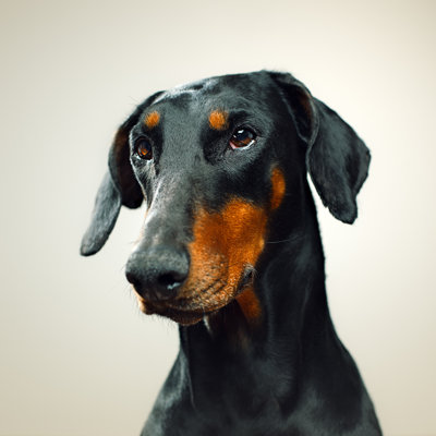 Doberman 171115287