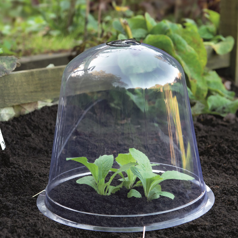 Boubacar 0.4 Ft W x 0.4 Ft D Cold Frame