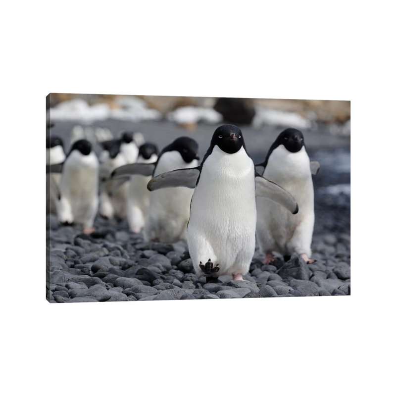 Adelie Penguin Group Marching To Colony, Antarctic Peninsula, Antarctica by Hiroya Minakuchi - Wrapped Canvas Print