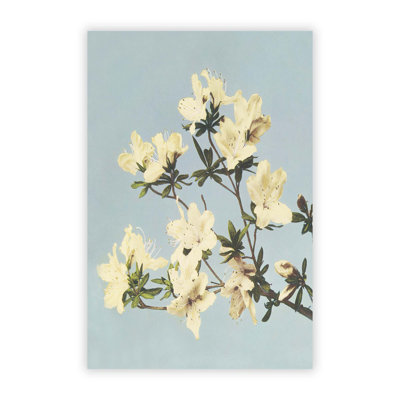 Japanese Aazaleas by Ogawa Kazumasa - Frameless Print