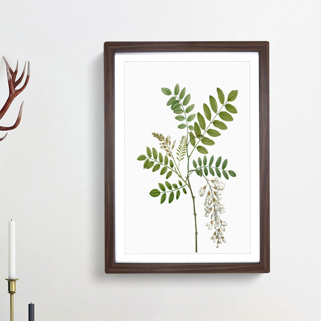 Acacia Tree Flowers by Pierre-Joseph Redoute - Single Picture Frame Painting