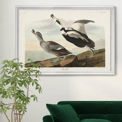 " Pied Working Duck "
