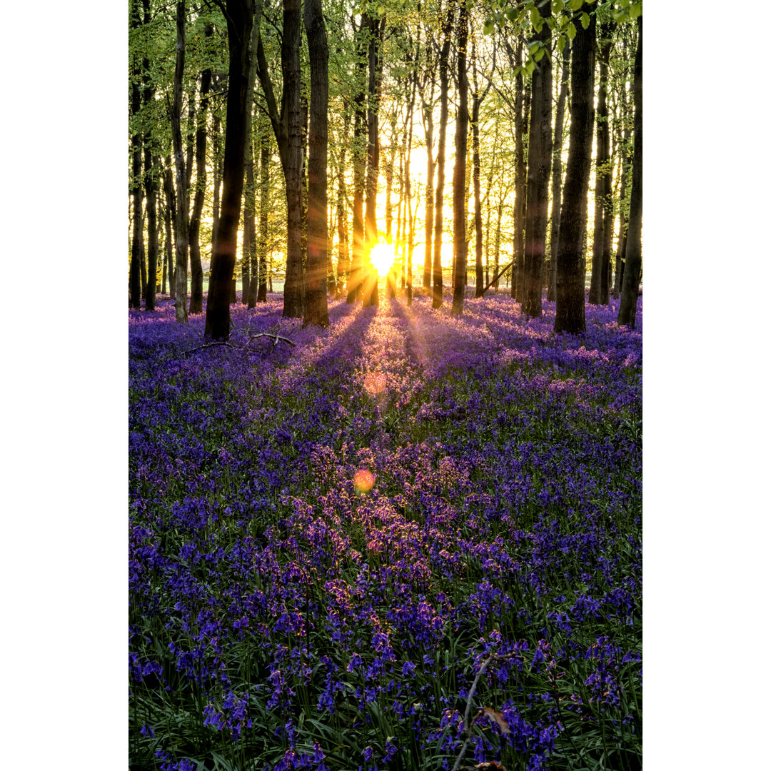 The Bluebell Wood von Simonbradfield - Kunstdrucke auf Leinwand ohne Rahmen