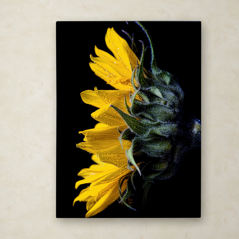 « tournesol », reproduction de photo sur toile tendue, H 19 po x l 14 po