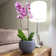 Florence Pot Planter
