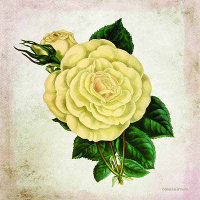 «Vintage Cream Rose» par Bluebird Barn - impression