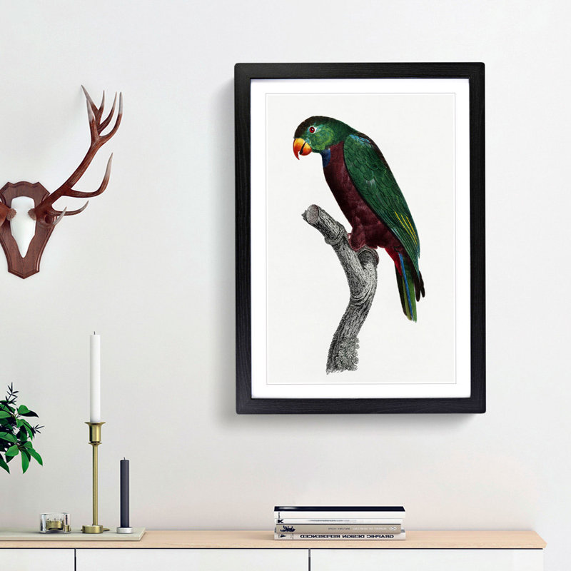 Red-Billed Parrot by F. Levaillant - Picture Frame Painting Print, 48cm H x 36cm W x 2cm D, Black Framed