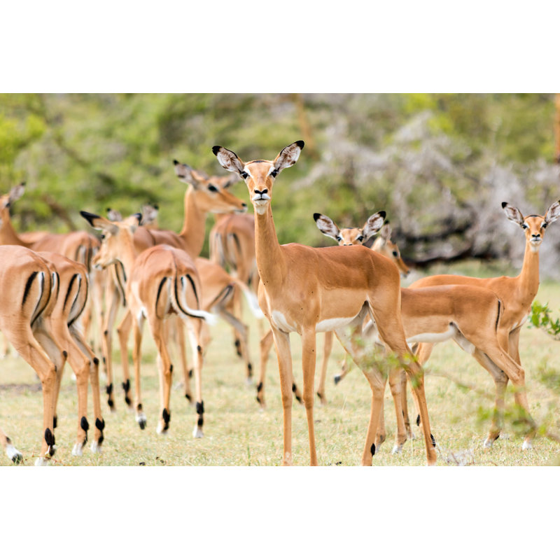 Impalas by JuanamariGonzalez - Wrapped Canvas Print, 30cm H x 46cm W