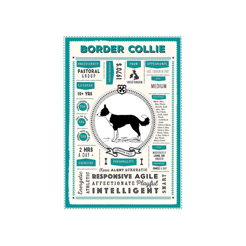 " Border Collie - Smooth Coat Infographic Blue " by PaperPaintPixels, 12" H x 8" W x 0.75" D