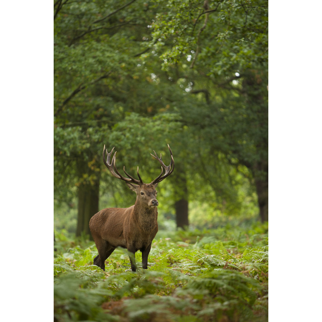 Rotwild von Jamie_Hall - Leinwandfoto gewickelt