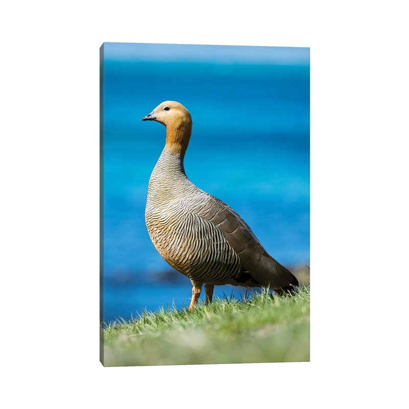 Ruddy-Headed Goose In Tidal Area Of Carcass Island, Falkland Islands by Martin Zwick - Wrapped Canvas Print