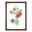 Turnip Rose in Pink by Pierre-Joseph Redoute - Framed Print-55614910-55614912