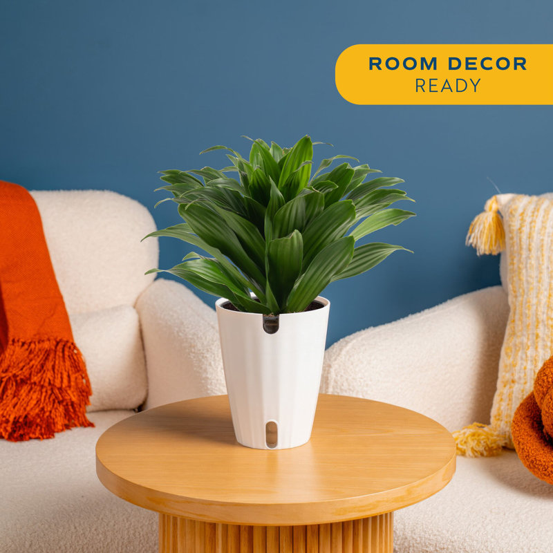 Dracaena Plant in Planter
