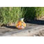 Nereus 5.5" Solar Powered Outdoor Hanging Light