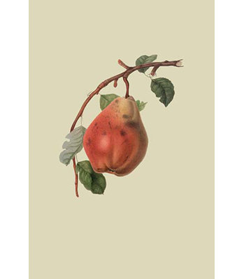 « chaumontel poirier » par william hook, impression