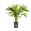 Majesty Palm Tree in Nursery Pot