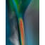 Glass Vases Print by Harold Davis-65797349-65797347