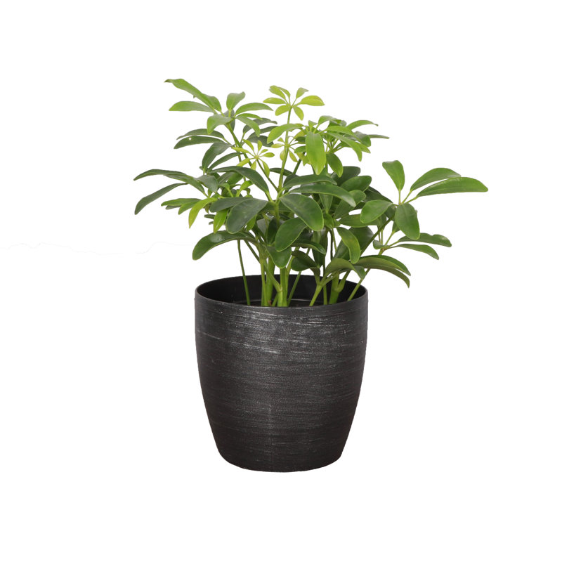 Live Arboricola Plant in Classic Pot, Brushed Silver