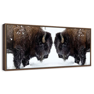 Bison Clash