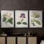 Antique Antique Botanical Collection-1549653833-1549653832