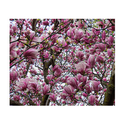 Sous le tulipier sur bois