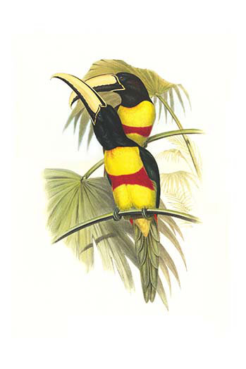 « wied aracari-black cou » par john gould, impression