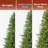 Christmas Trees