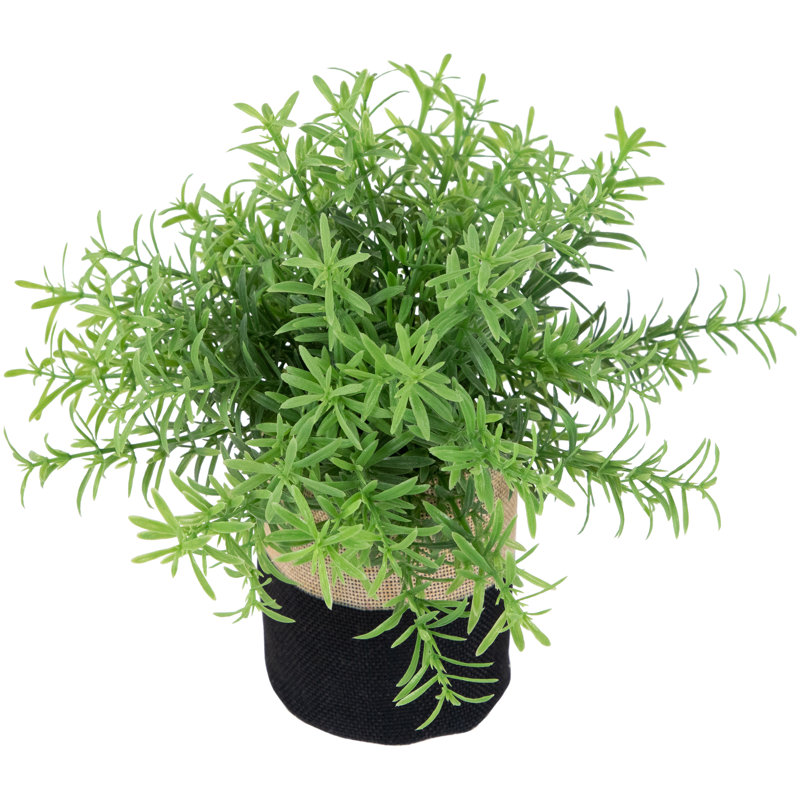 8 plantes