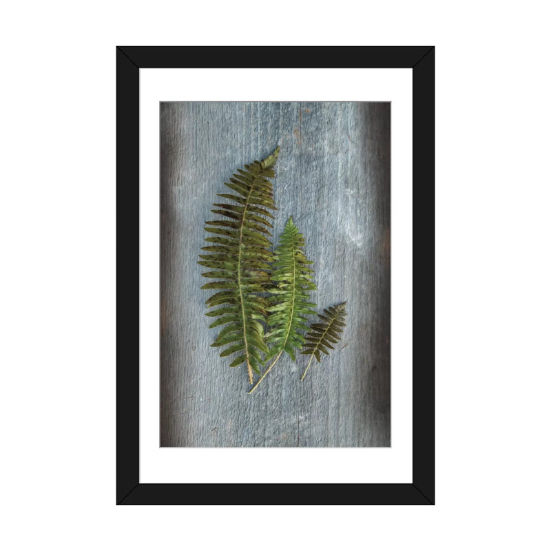 «Woodland Fern VI» par Sue Schlabach, reproduction de photo sur toile tendue, H 24 po x l 16 po x P 1 po, Blanc