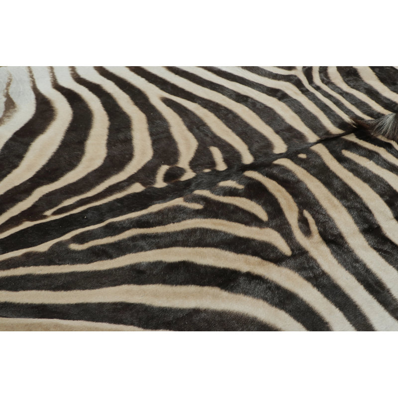 Modern Area Rug
