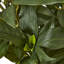Annitta 106 cm H Faux Plant
