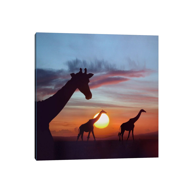 Masai Giraffe Trio At Sunrise, Masai Mara, Kenya by Tim Fitzharris - Wrapped Canvas Print, 30.48 cm H x 30.48 cm W