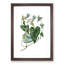 Bindweed Illustration - Single Picture Frame Painting-55466198-55466199