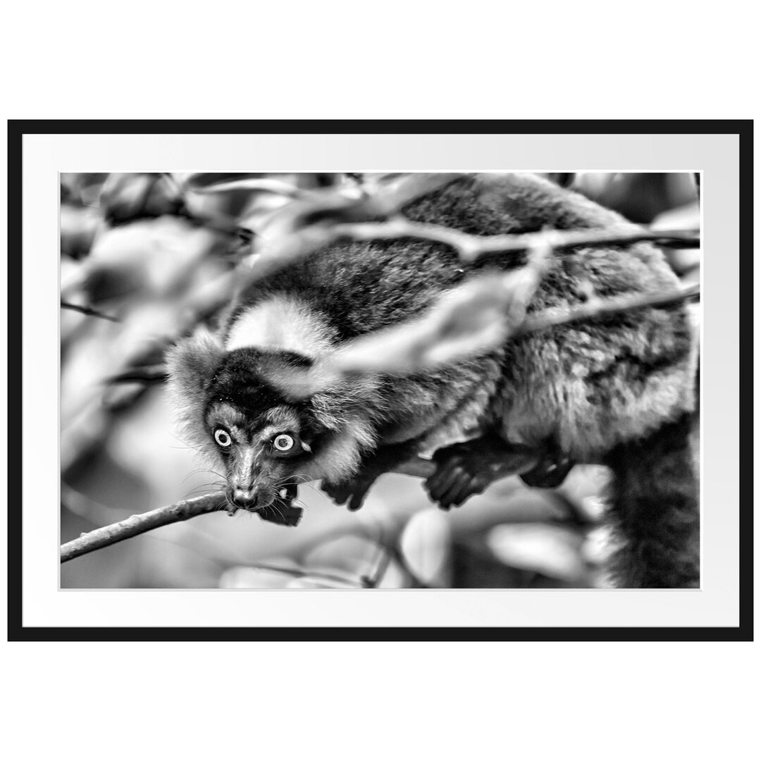 Gerahmter Fotodruck Red Lemur On a Branch