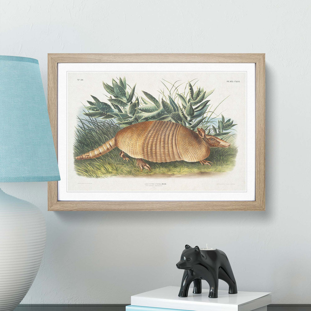 Armadillo by J.W. Audubon - Single Picture Frame Painting