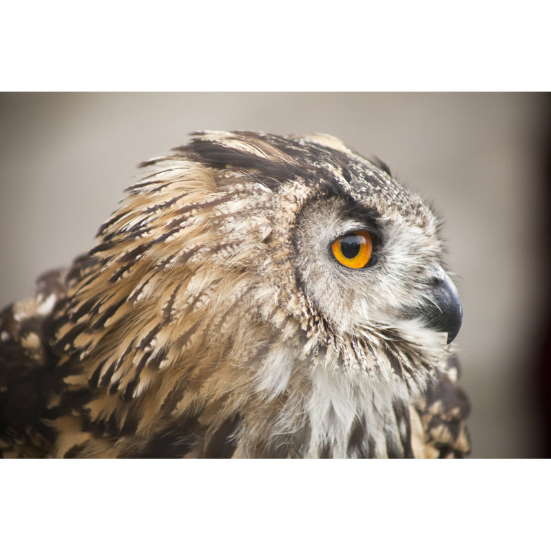 Vue latérale du hibou grand-duc. par Mercedes Rancano Otero, H 32 po x l 48 po