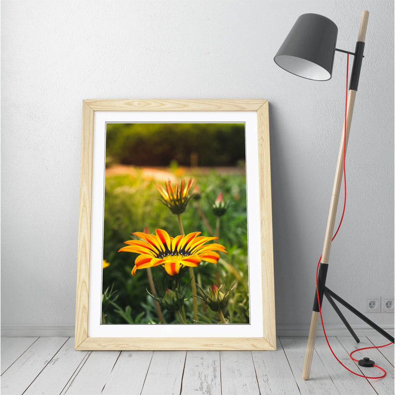 Yellow Gazania Flower by Latitude Run - Single Picture Frame Print on Canvas, Black, 89cm H x 64cm W x 2cm D