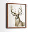 Impression encadrée Handsome Whitetail I-Premium - prête à être accrochée - aucun clou requis - aucun clou requis-405950751-405950748